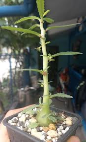 Image result for Dyschoriste hildebrandtii