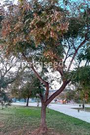 Image result for Tipuana