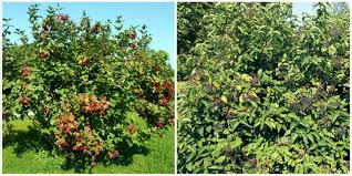 Fraisier, framboisier, mûrier, vigne, groseillier… à cultiver dans modération ! Des Fruits Decoratifs Pour Attirer Les Oiseaux Le Devoir