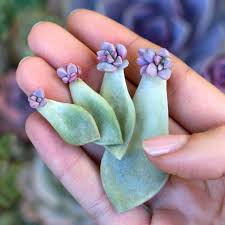 Maybe you would like to learn more about one of these? Getting Started With Succulent Leaf Propagation Botanical Bright Add A Little Beauty To Your Everyday