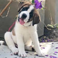 Cuteness Alert Head Tilt Dogs Dog Lovers Cute Puppies