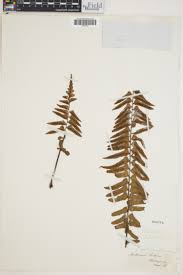 Image result for Asplenium dregeanum