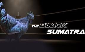 Ayam Black Sumatra Hitam Legenda Jenis