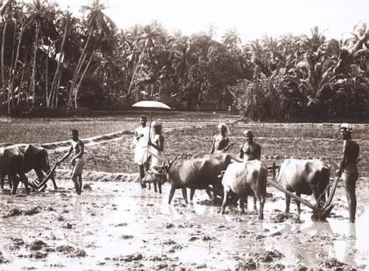 Plowing Rice Field - Kerala, year 1901. Tarikh-i Hind تاریخِ ھند #TarikhiHind