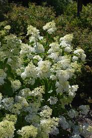 Check spelling or type a new query. Little Lamb Hydrangea Hydrangea Paniculata Little Lamb In Des Plaines Mount Prospect Elk Grove Glenview Nile Illinois Il At Lurvey Garden Center
