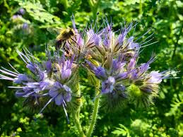 Vermehrung durch aussaat, stecklinge oder teilung. 5 Tipps Und 10 Pflanzen Fur Bienenfreundliche Hausgarten Biogartner