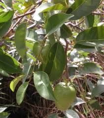 Image result for Vigna reticulata