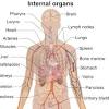Contributing to their role in protecting the internal thoracic organs. 1