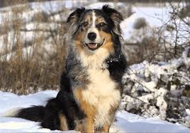 When buying an australian shepherd golden retriever mix puppy, make sure to look into its vaccinations and health record before purchasing. Australian Retrievers Home Facebook