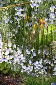 Image result for Psoralea glabra
