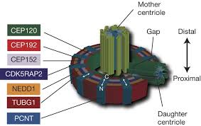 Image result for Centrostigma