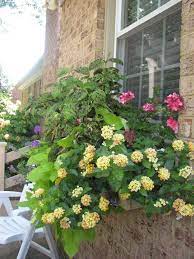 White Lace Victorianna Top Window Box Balcony Plants Outdoor Gardens