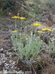 Image result for Eriosema laurentii