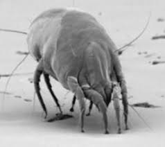 Image result for Dust mite