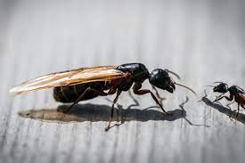 If the flies are small, black, and flying around windows or potted plants; What To Do About Flying Ants In Your Home
