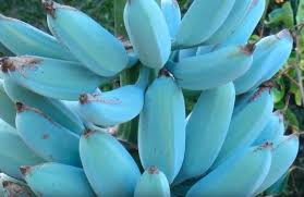 I've never seen a more well packaged plant than this one. Blue Java Bananas Are A Sweet Treat You Can Grow Yourself Icepop