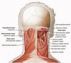 The content of the neck is grouped into 4 neck spaces, called the compartments. Posterior Cervical Approach Musculoskeletal Key