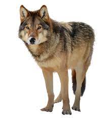 We did not find results for: Wolf Png