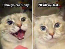 Nice But Mean Cat Animals Funny Cats Cute Funny Animals Funny Cat Memes