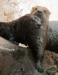 The Edward Mardigian Sr River Otter Habitat At The Detroit Zoo Is Home To Females Whisker And Stormy And Male Luci Detroit Zoo River Otter Wild Animal Kingdom