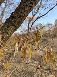 Image result for Croton gratissimus