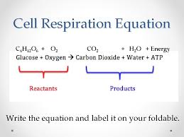 Aerobic, or respiration in the presence of oxygen, and anaerobic, or aerobic respiration requires oxygen as a reactant, and creates energy more efficiently than anaerobic respiration. Cellular Respiration Equation