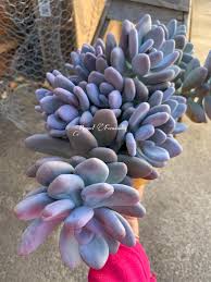 Image result for Pachycarpus firmus