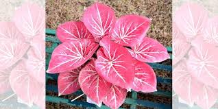 5 Tanaman Keladi Cantik Dengan Harga Terjangkau Yang Ramah Di Kantong Portal Jember