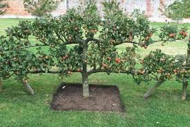 Home Orchard Layout Tips Fruit Garden Layout Fruit Garden Fruit Tree Garden