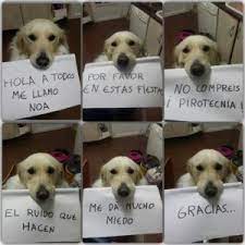Mascotas Pirotecnia Cohetes Petardos Miedo Perros Tristes Perros Perros Frases