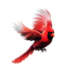 About Us Art D Red Bird Tattoos Cardinal Tattoos Flying Tattoo