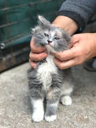Kediler Neden Kendilerini Yalarlar 2020 Kedi