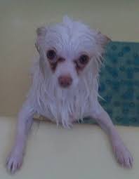 Two chihuahua dogs one long haired one short haired, both sitting and facing the camera isolated on a white. Long Haired White Chihuahua Walt Whitman Amy King