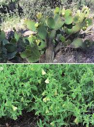 Image result for Physalis viscosa