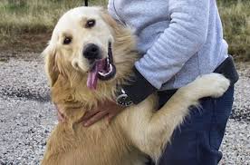Check spelling or type a new query. 4 Tips To Stop A Dog From Jumping The How To Dog Blog