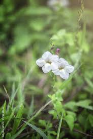 Image result for Asystasia sp. (Biegel 5184)