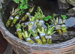 Plants for a future can not take any responsibility for any adverse effects from the use of plants. Fresh Wasabi Visiting A Traditional Wasabi Farm In Tokyo Live Japan Travel Guide