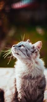 Warrior cat is part of the creative & graphics wallpapers collection. 10 Cat Wallpapers For Iphone Xs Max Iphone Xs Iphone Xr I Like Cats Very Much Grey Tabby Cats White Tabby Cat Cat Wallpaper