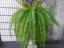 Aku menuruti kemauan nakal mertuaku karena ini??? Ready Stock Pokok Paku Pakis Large And Medium Size Home Decor Artificial Plant Home Furniture Gardening On Carousell