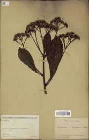 Image result for Elaphoglossum aubertii