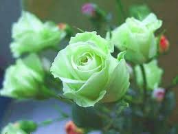 Rose verdi: le migliori varietà, regole di coltivazione e cura, combinazione