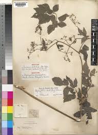 Image result for Afroligusticum claessensii