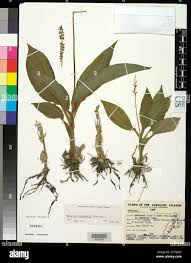 Image result for Lepidotrichilia volkensii