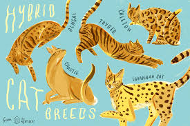 Offer may not be combined with other promotional offers or discounts. Hybrid Cats That Evoke Their Wild Cousins