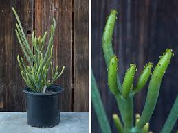 Image result for Euphorbia lividiflora