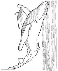 Search through 623,989 free printable colorings at getcolorings. Blue Whale Coloring Page Coloring Pages Printable Com