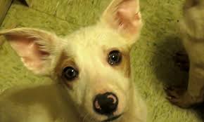 Start searching for your new best friend or adopt at a petco store. See The 7 Cutest Puppies Available For Adoption Right Now Cbs New York
