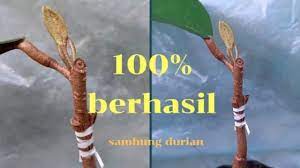Channel ini pelbagai info.lokasi ini di ranau.salah satunya adalah cantuman mata tunas durian musang. Tutorial Cara Sambung Pucuk Durian Musang King 100 Berhasil Dengan Teknik Baru Cantuman Baji News Malaya Stories