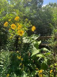 Image result for Chlorophytum perfoliatum