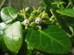 Image result for Cynanchum mossambicense